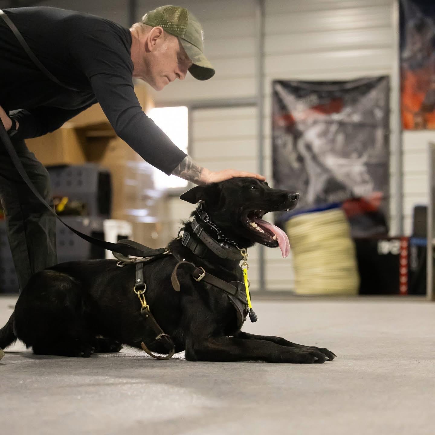 Phil kneeling to pet a black dog in a working harness during a training session at the Supreme Canine facility